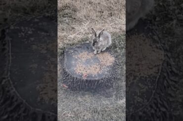 Cute Jack Rabbit eating