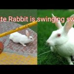 Cute Rabbit Playing in the park swinging swing🐰