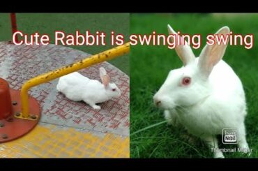 Cute Rabbit Playing in the park swinging swing🐰