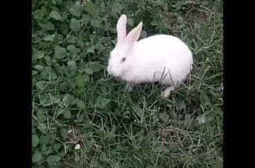 Cute rabbit video