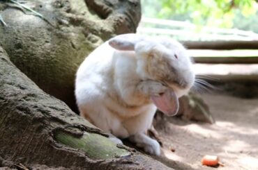 Cute Bunny Eating Slowly
