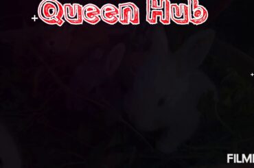 Funny and cute rabbits