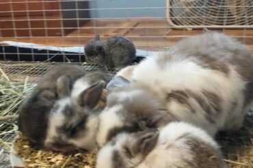 Baby bunnies eating