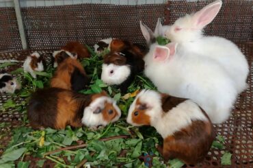 Wow A lot of Rabbits Eating Vegetables - Funny and Cute Rabbit Videos - Cute Rabbits - Rabbit Eating