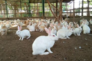 Very Cute Rabbits in a Group (Part-2)