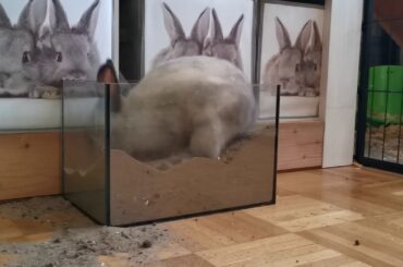 Cute funny Rabbit digging like a Dog SO CUTE!!!