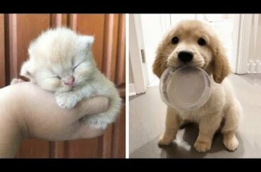 Cutest Baby Dog and Cat - Cute and Funny Dog Videos Compilation #15