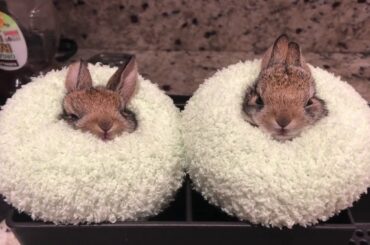 The cutest thing ever!