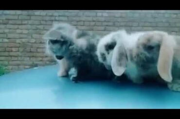 Cute rabbit dance ❤️❤️❤️❤️❤️❤️❤️❤️