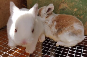MY BABY RABBITS OPENED THEIR EYES