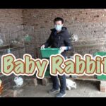Baby rabbits are born! Super cute! [dear Master Yu]