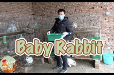 Baby rabbits are born! Super cute! [dear Master Yu]