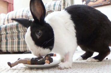 Rabbit accepts sacrificial offering
