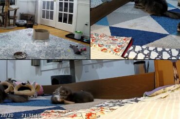 Kitten Academy Live Stream