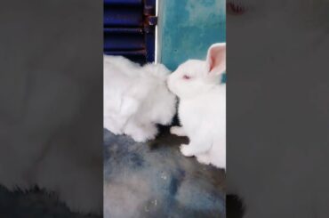 My Cute Rabbit (Gublu) taking care of his Toy 🐇🐇