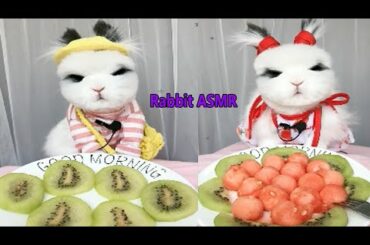 Rabbit Eating Strawberry ASMR, Cute Rabbit ASMR