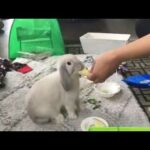 Cute bunny eating apple slices(ASMR)