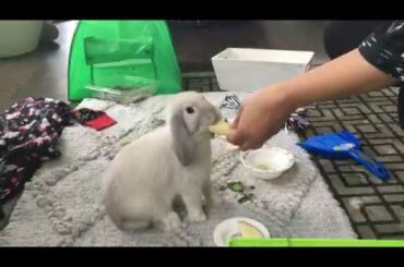 Cute bunny eating apple slices(ASMR)