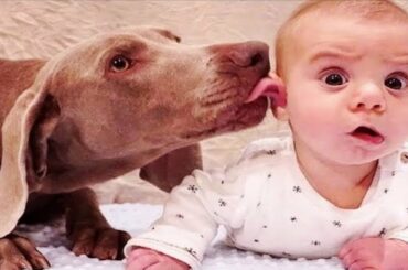 Funniest Baby Playing with Animals | Funny Baby | 2020 | Cute Baby