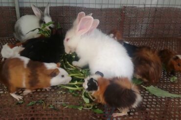 Funny and Cute Rabbits Eating Vegetables - Cute Rabbit Videos - Rabbits Eating - Rabbits