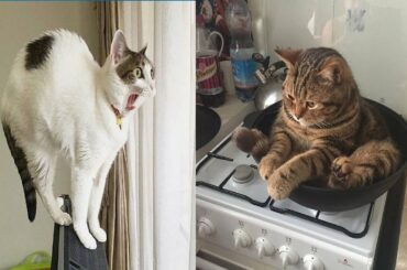 Baby Cats - Cute and Funny Cat Videos Compilation