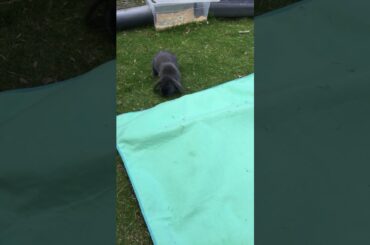 Cute rabbit checks out picnic blanket