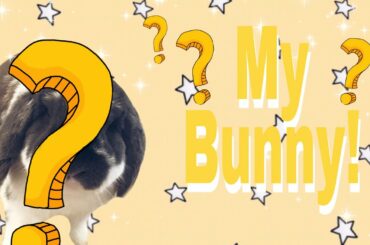 🐇Meet my IRL bunny🐇