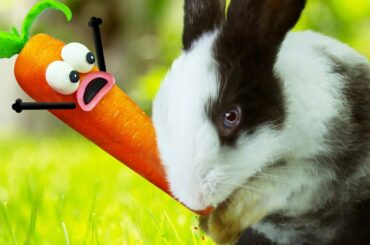 PEA PEA Transforms Carrot Doodles 🥕 Stop Motion Play Doh Cartoons