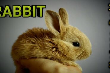 Rabbit || Nature Bell || Entertainment