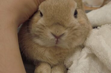 Meet the cute bunny - Netherlands dwarves