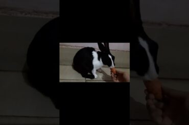 Cute rabbit videos!♡ || #rabbit #bunny #cute #funny