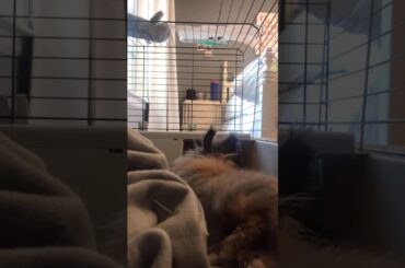 CUTE BUNNY TIME-LAPSE