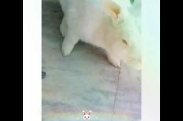 🐰 | Cute Bunny playing around |  Sweet Moment | 🐰
