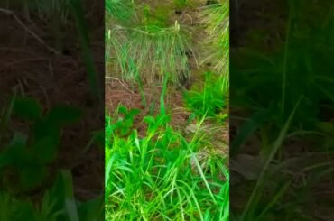 Cute Baby Rabbits Part 1