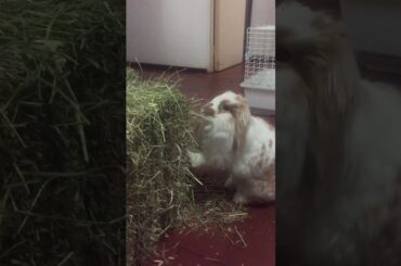 The cutest rabbit eating