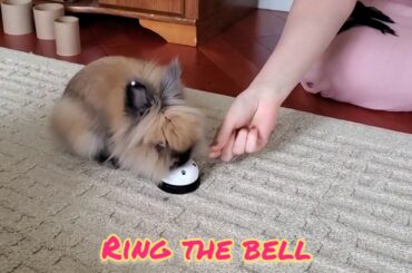 Rabbit Tricks Gizmo The Baby Lionhead Rabbit - Ring the bell for treats. Coronavirus isolation