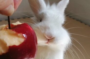 Conejito Blanco Feliz Comiendo Manzana 🍎🐰Cute Happy Bunny Eating Apple.