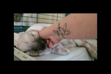 Cute bunny sleeping ดาร์วินนอนสบายเลย