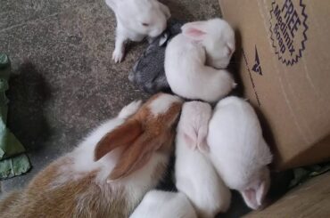 News Zealand white baby rabbits