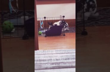 My cute bunnies 🐰