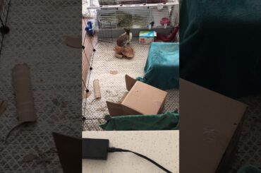 Happy bunny zooms around my playpen.