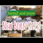 New Born Kits(baby rabbit)😍 at rabbitZ by farmZ and more!!!