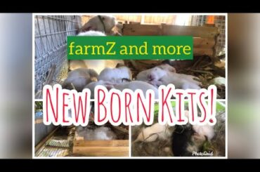 New Born Kits(baby rabbit)😍 at rabbitZ by farmZ and more!!!