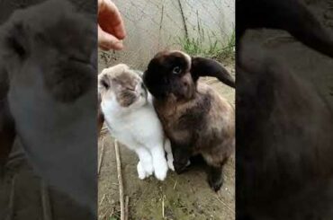 Maja and Sam Part 2 #Bunny, #cute, #rabbit, #love