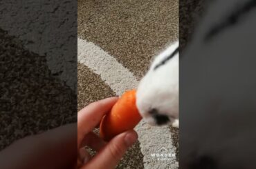 My cute bunny is eating carrot💕
