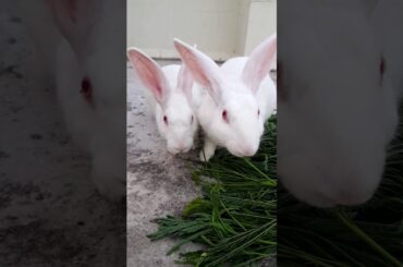 Bunny's Cute Rabbit's Lunch time