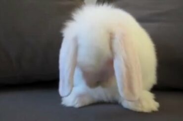 Cute Baby Bunny Washing Her Face,| Gujju Entertainment