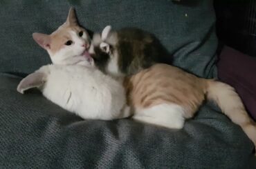 Rabbit and Cat love