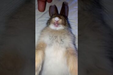 Bunny loves my bed, 😘 too cute😍
