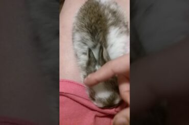 MY BUNNY HAD A BABY!!!!!